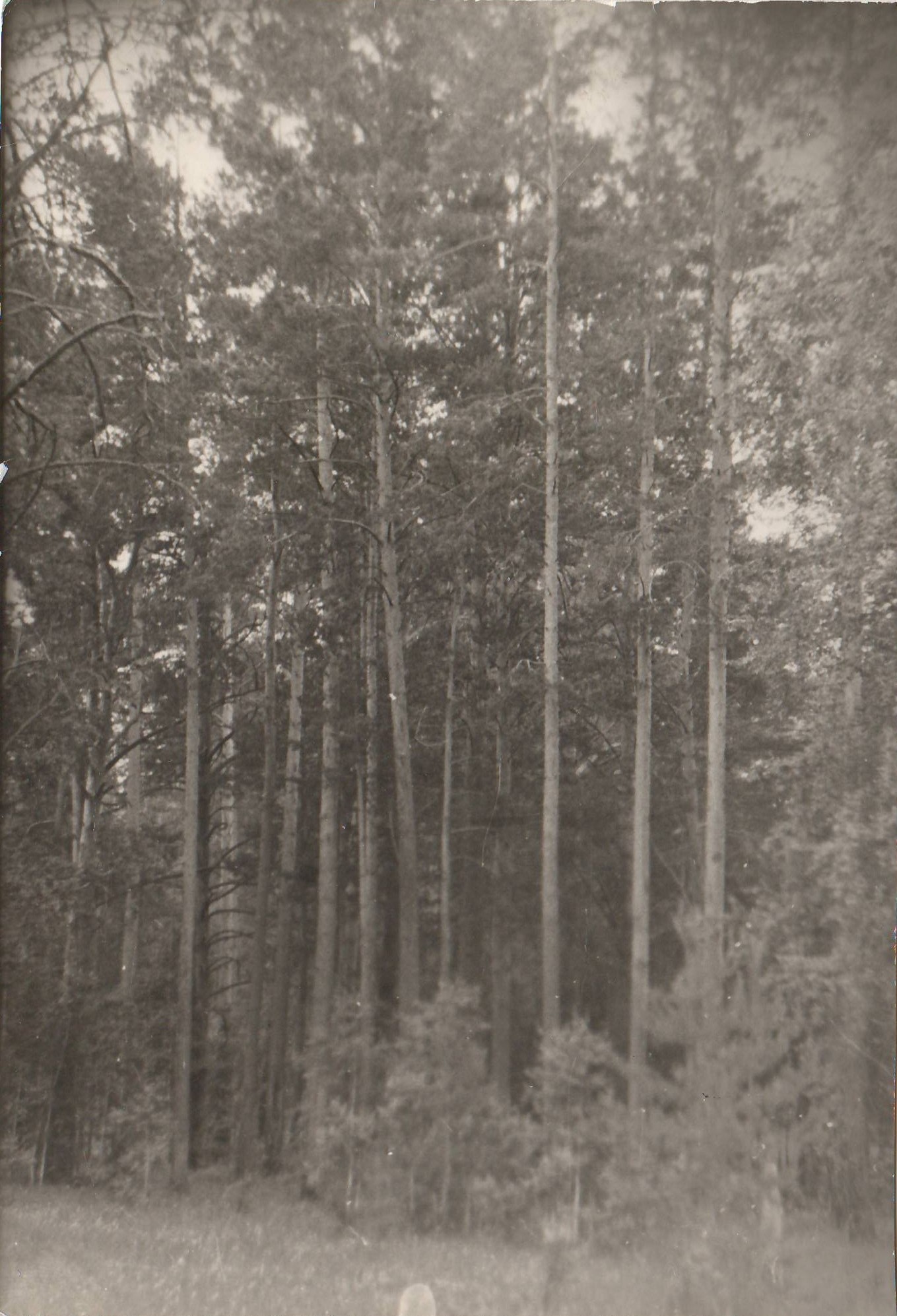 Сузунский лесной массив 3.08.1975 г..JPG